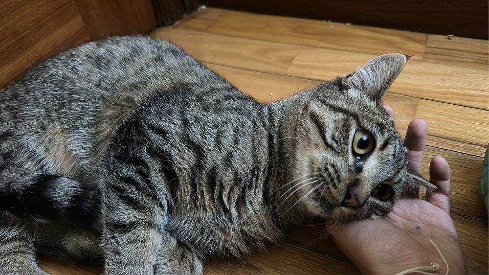 2 Gatinhos de 5 meses para adoção responsável