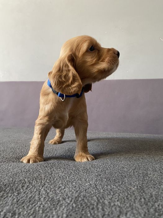 Англійський кокер спаніель