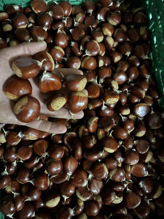 Castanhas Martainhas da Lapa / Sernancelhe / Aguiar da Beira | Qualidade Superior