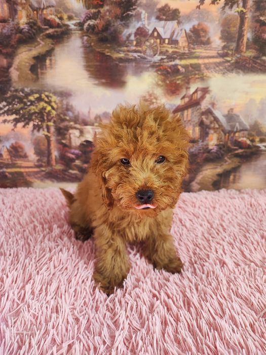 Славный Мальчик Пудель