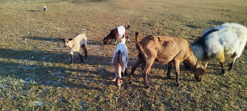 Cabrito e cabritas disponíveis