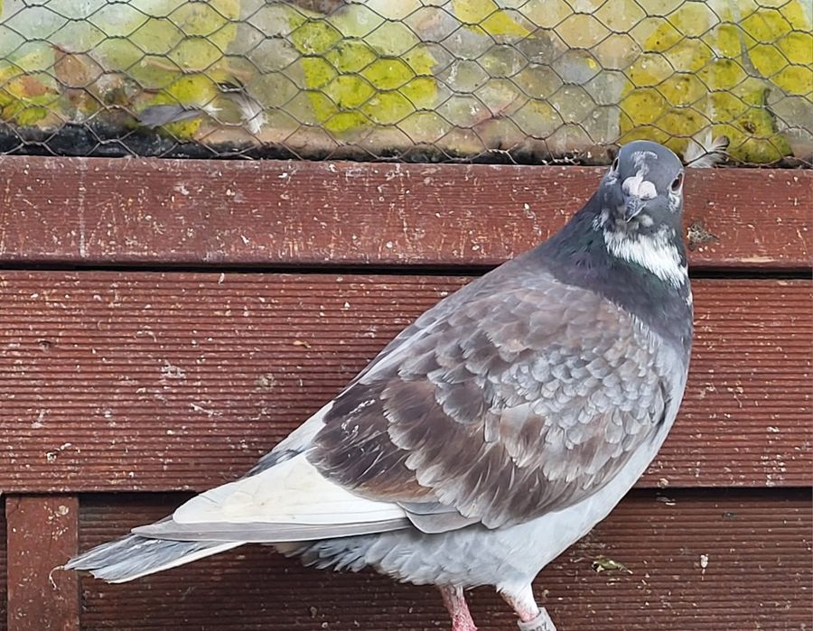 Samice gołębie pocztowe 2025