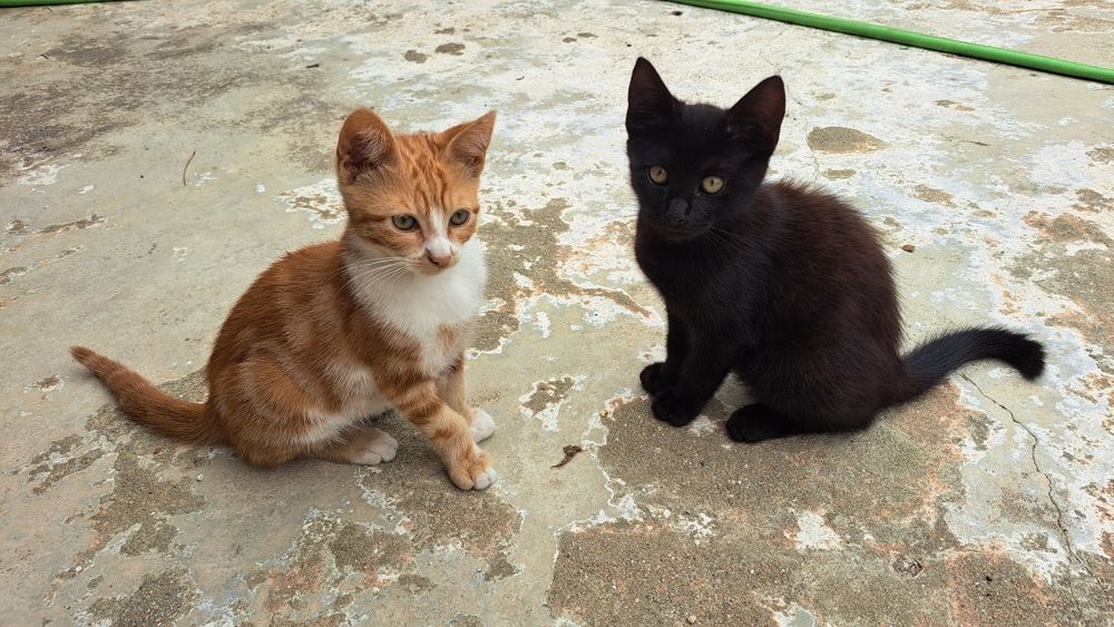 Ofereço gatinhos para adoção responsável