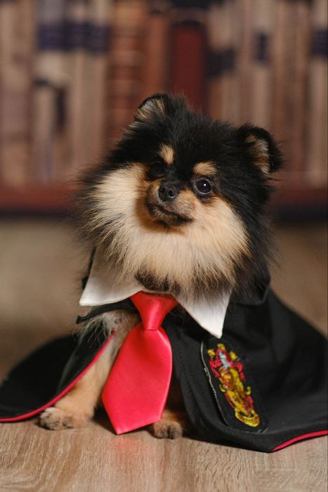 Девочка померанского шпица 
Окрас: чёрно-подпалый
Миниатюрная, аккур