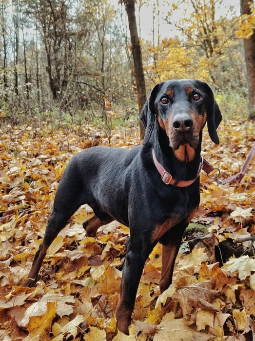 Amigo- Gończy Polski szuka nowego domu