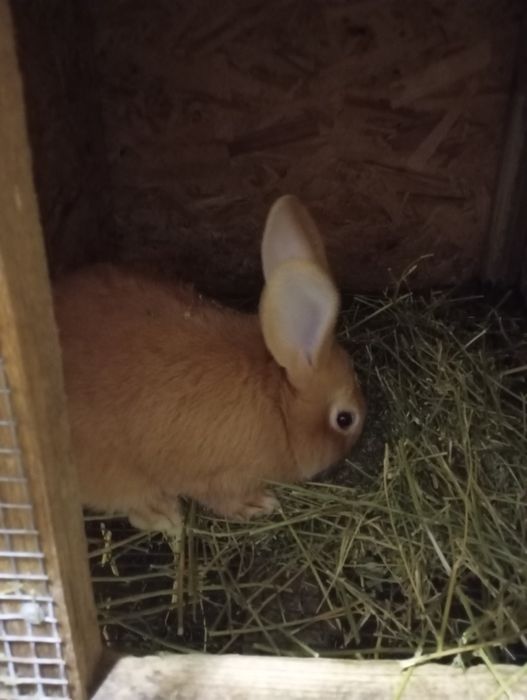 Кролі полтавської срібної породи та бургунці.