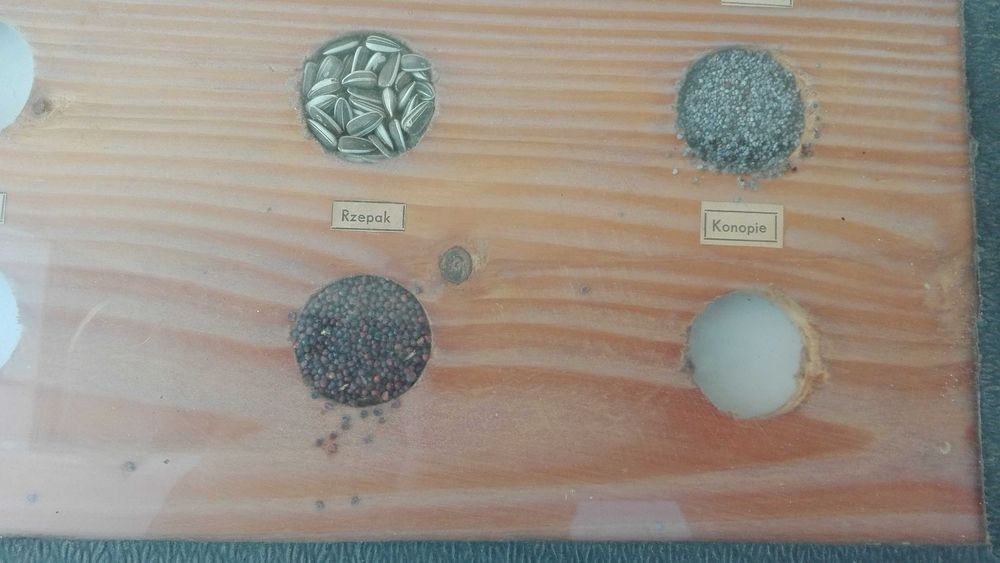 Pomoc naukowa z PRL, nasiona roślin, niemodyfikowane genetycznie