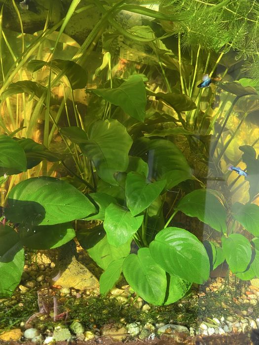 planta viva de aquário anubia