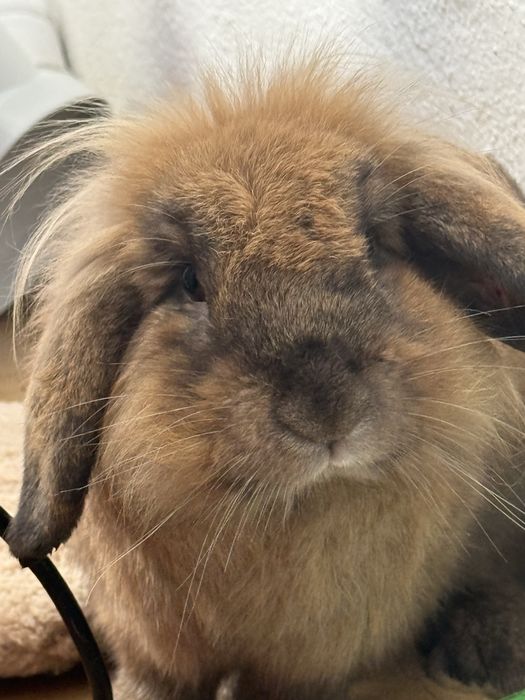 Adopção de coelho belier