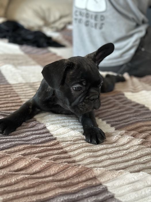 Французкий Бульдог, Щенки, собачки