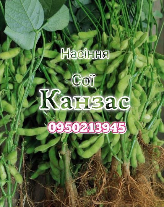 Насіння сої під раундап