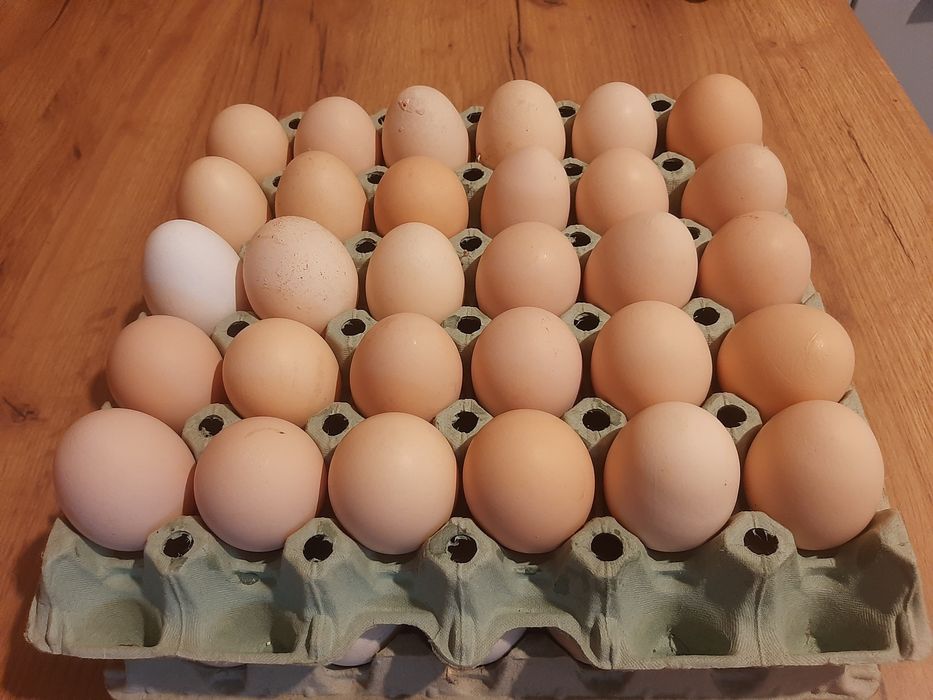sprzedam jaja wiejskie