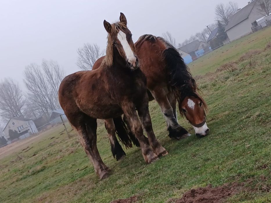 Źrebaki zimno krwiste
