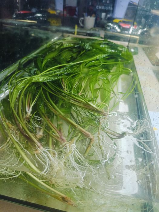 Kryptokoryna Karbowana