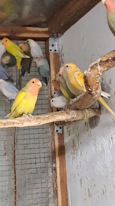 Nierozłączki czerwonoczelne  2025 rok