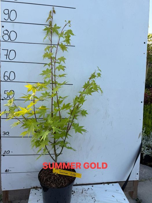 Klon palmowy summergold piekne okazy