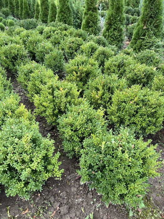 Самшит- вічнозелена рослина