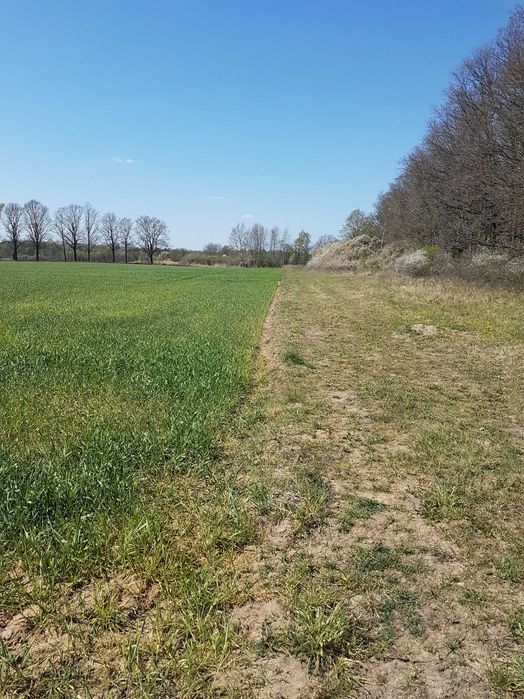 Grunty rolne oddam w dzierżawę 7 ha Dolny Śląsk