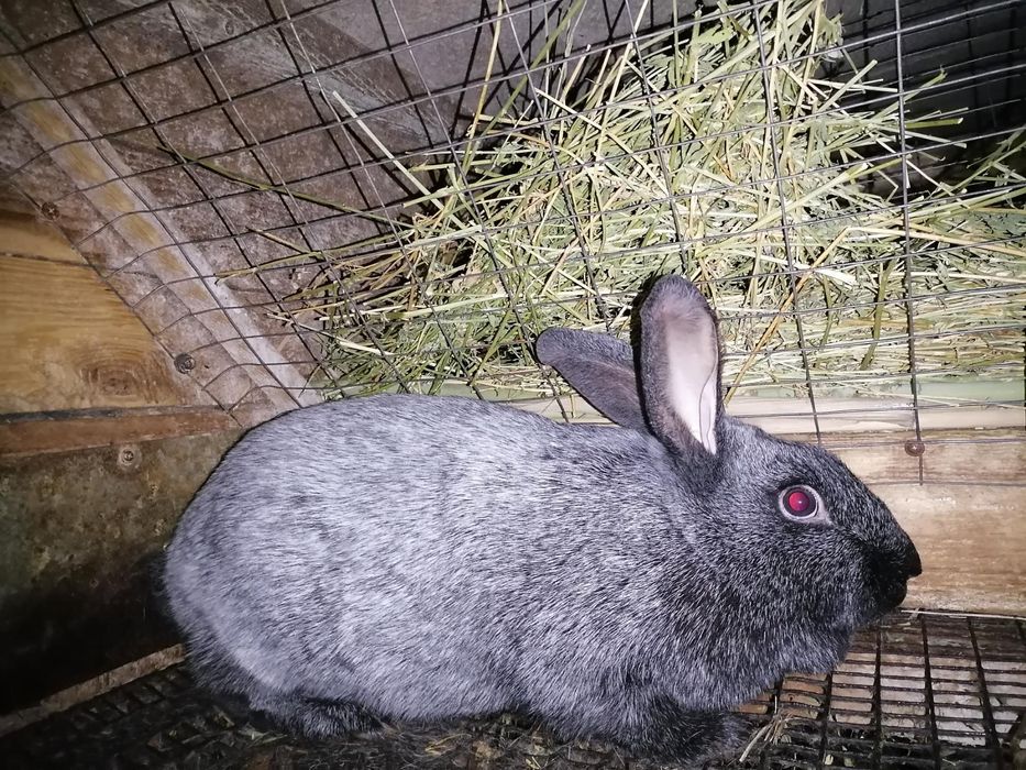 Продам кролики полтавське срібло