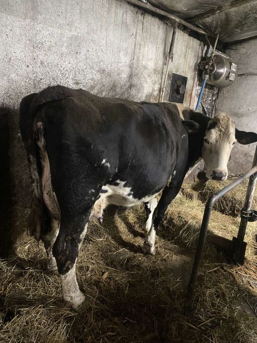 Продається корова