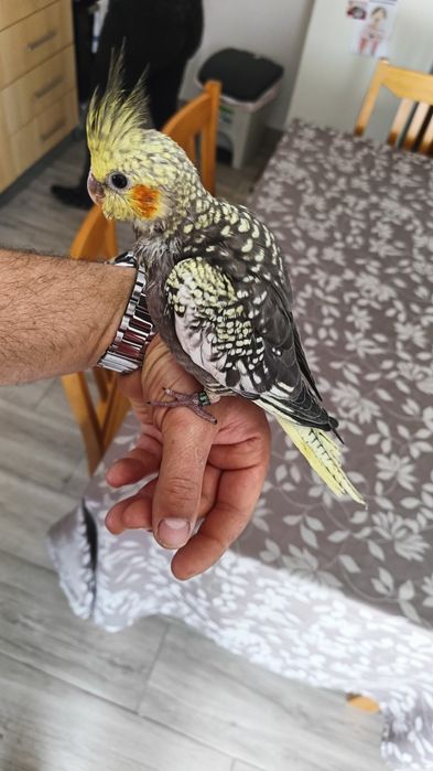 Caturras domesticadas