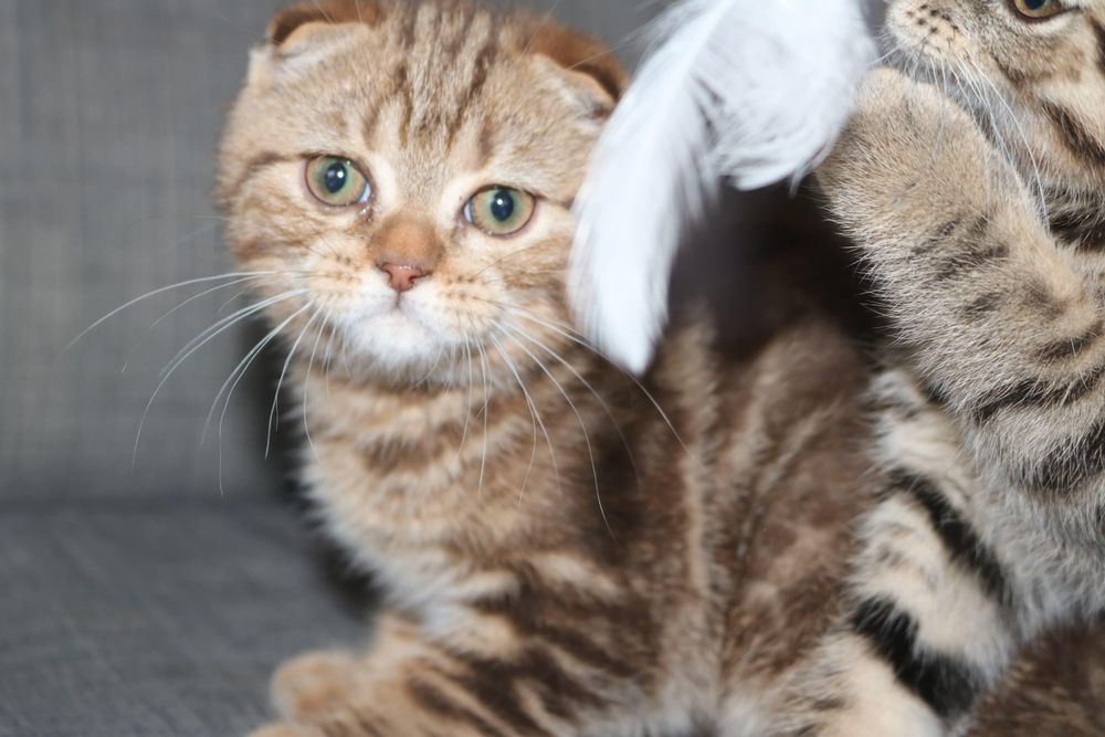 um gatinho scottish fold golden brown