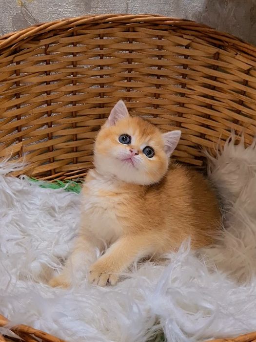 Самые красивые у нас! Девочка и Мальчик