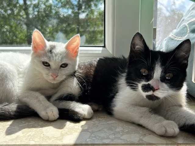 Timon i Pumba - chłopaki do adopcji w dwupaku