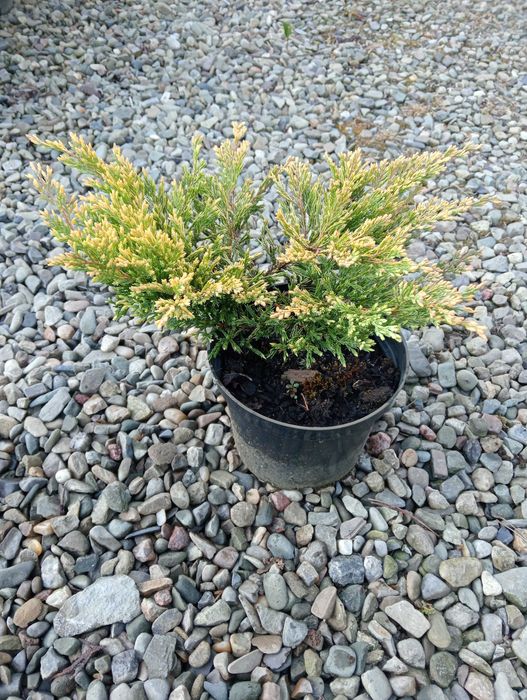 Jałowiec płożący Limeglow