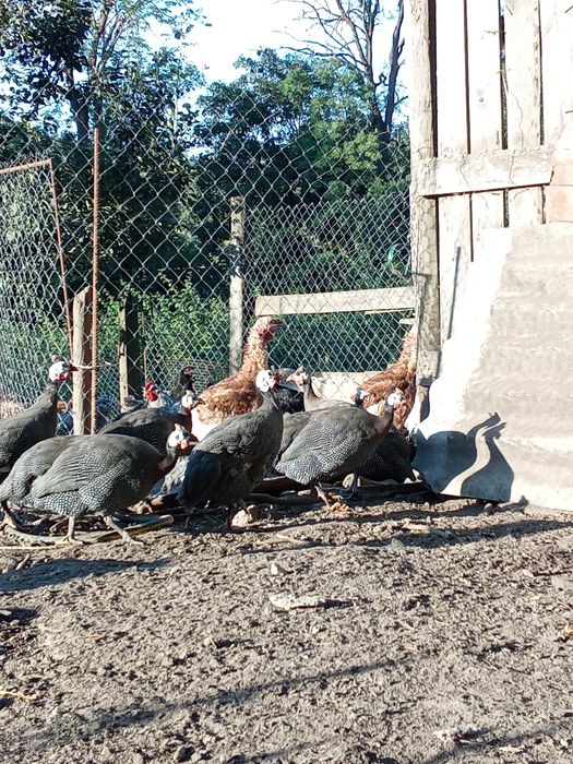 Продам цесарки..