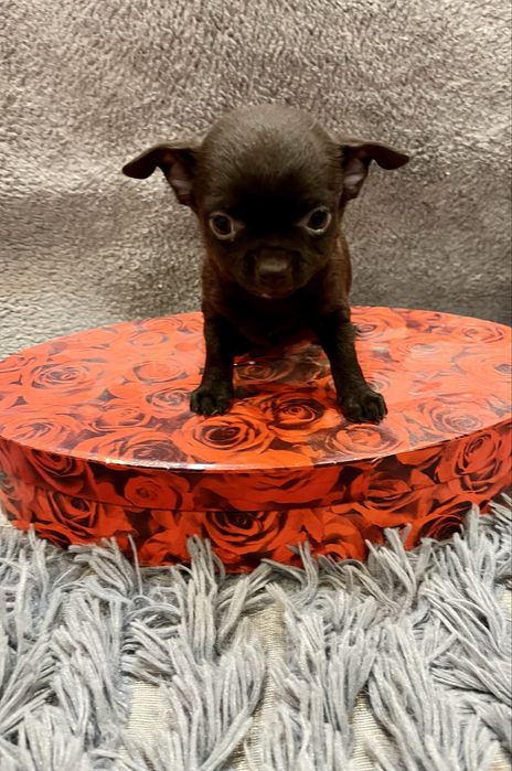 Супер шоколадный чихуа,хлопчик мини чихуахуа