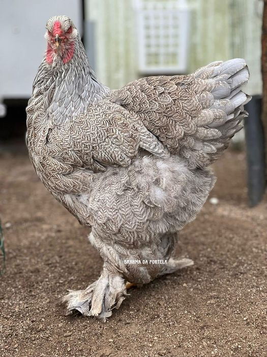 OVOS - BRAHMA ISABELLA / BRAHMA AZUL / BRAHMA PERDIZ / BRAHMA BSO