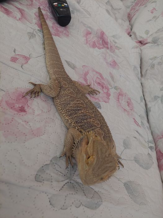 Agama brodata samiec roczny  -  terrarium
