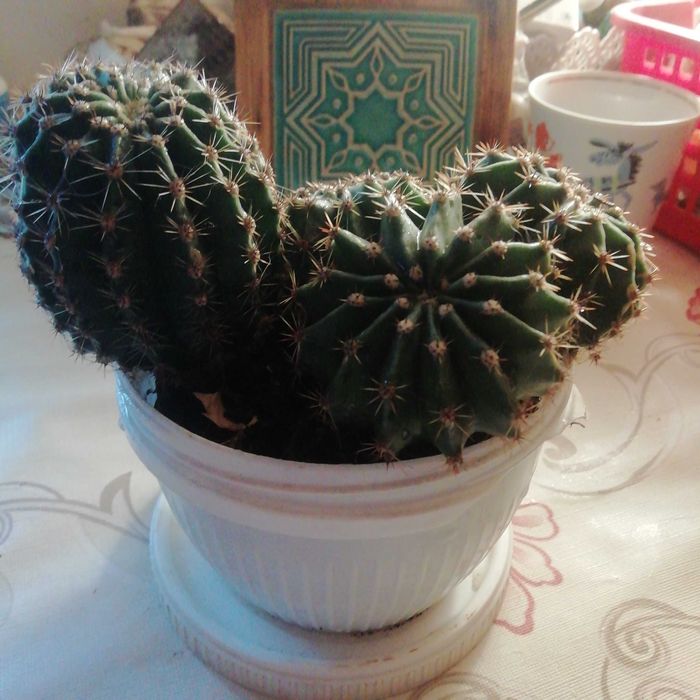 Продам вазон Кактус