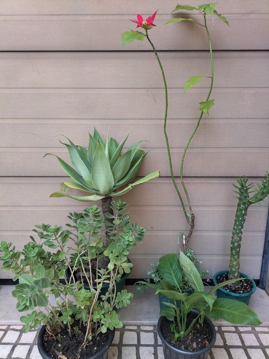 5 vasos de plantas