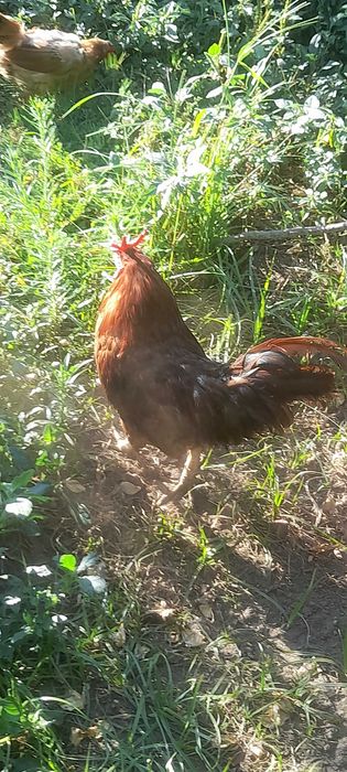 Aves  6 garnizos femeas e algarnizo adulto macho 60 eur as 7 aves0s