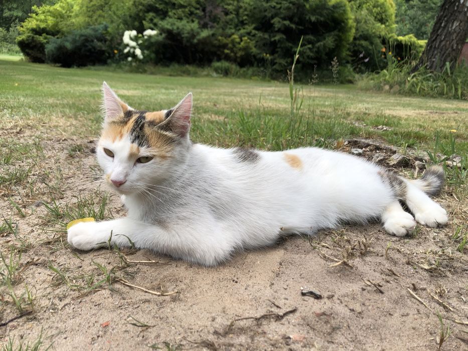 Zaginęła kotka we wsi Tomczyn