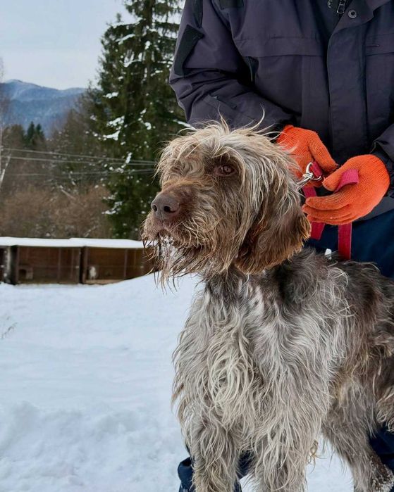 Арі, дратхаар, шукає дім