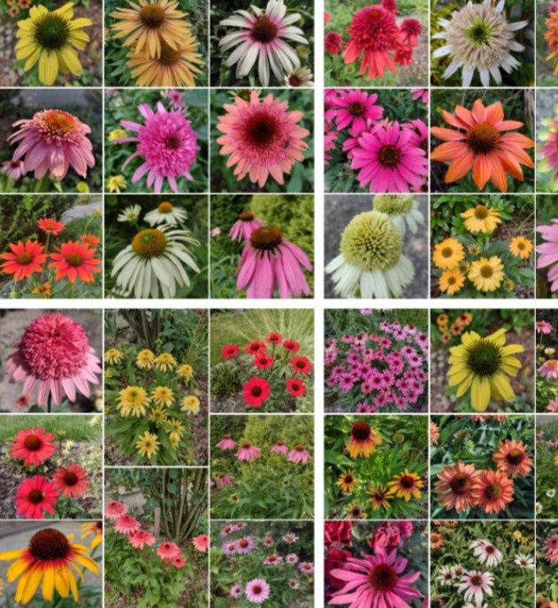 Jeżówki WYPRZEDAŻ sadzonki  ( zbieram zamówienia)