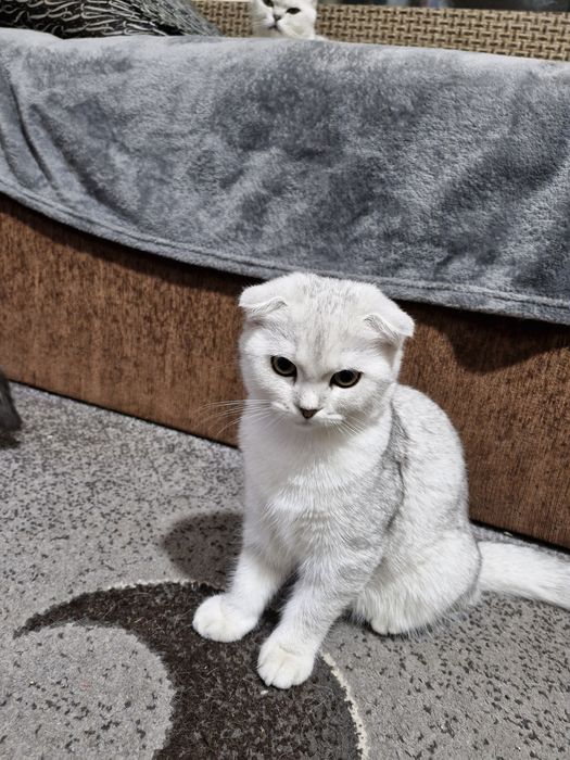 Шотландські дітлахи хлопчики і дівчуля