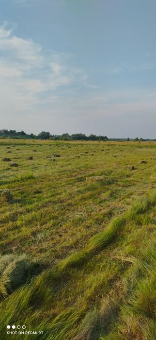Продам сіно в тюках