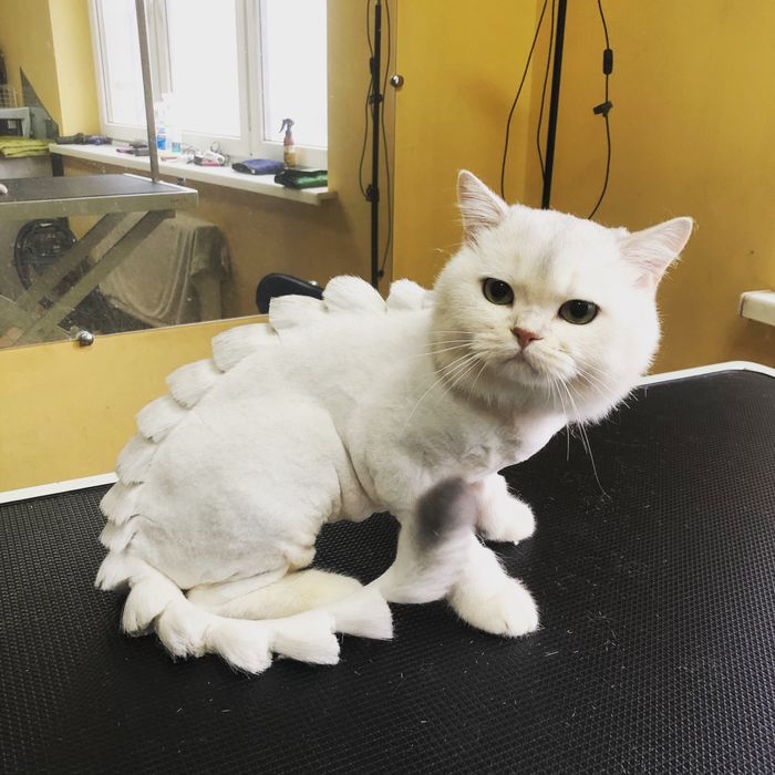 Груминг(стрижка, купание) собак и кошек Дарницкий район, Левобережная.