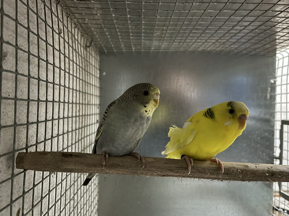 Casais de periquitos