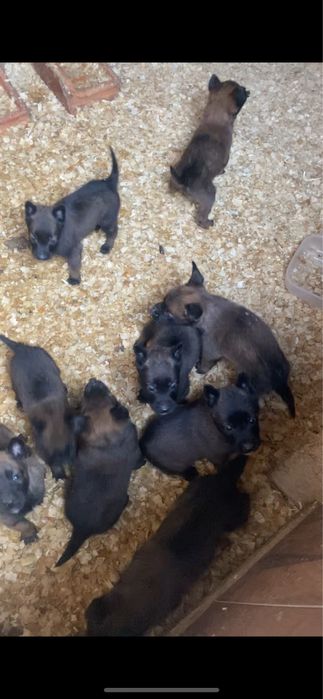 Бельгійська вівчарка малінуа