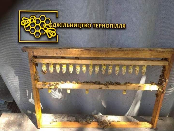 Бджоломатки