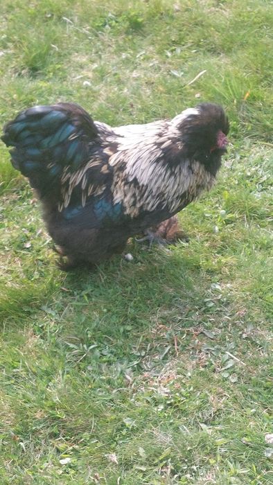 Kogut silka jedwabista