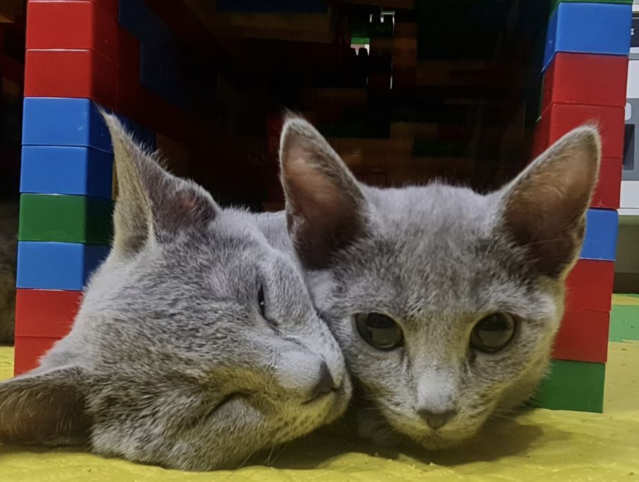 Kotki rosyjskie niebieskie z rodowodem i wyprawka