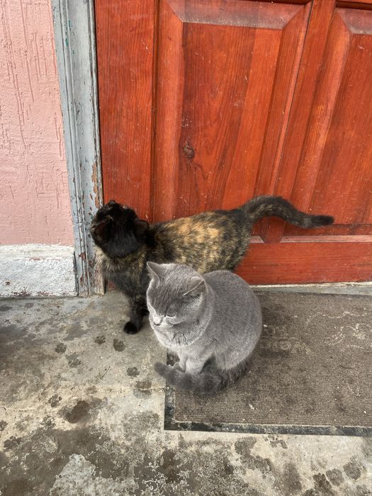 Віддам котиків в добрі руки мама британка