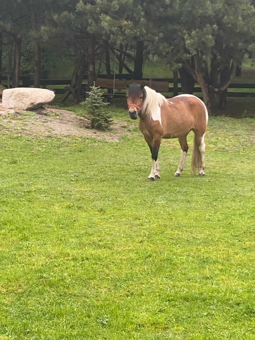 konie hucuły klacze programowe