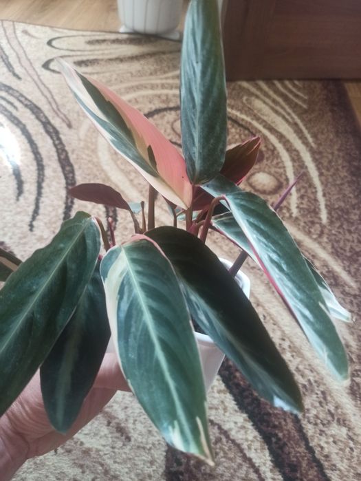 Продам Строманту